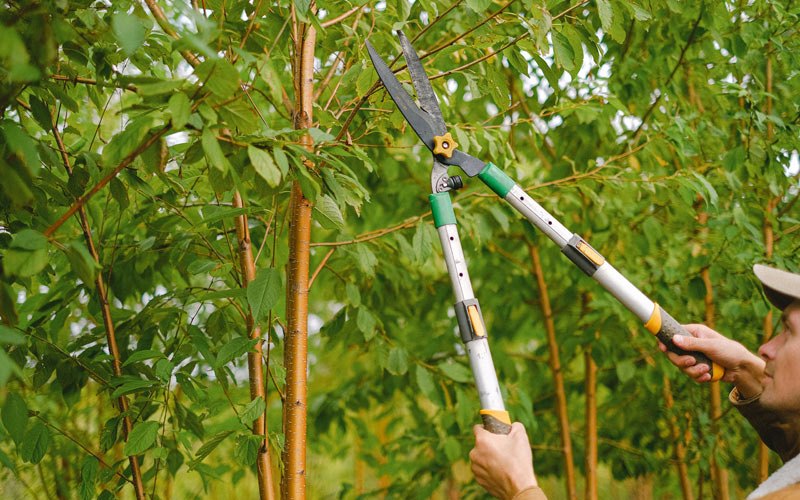 Tree trimming in Elk Horn, IA